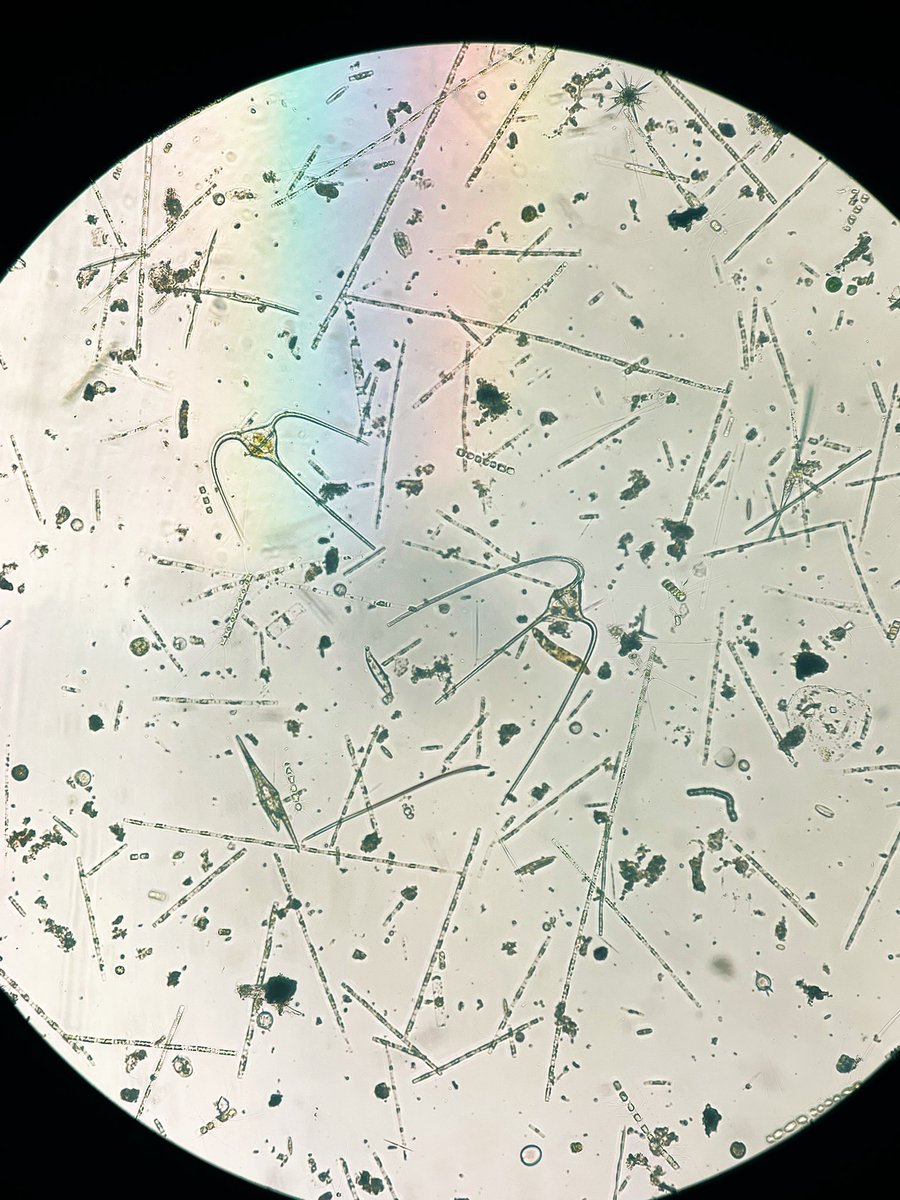 BMCC_UPVEHU's tweet image. Another sampling day in the Urdaibai estuary, this time with a beautiful net sample! It seems that microalgae have enjoyed these rainy days 🙌🏾😊 #microalgae #Urdaibai #biospherereserve