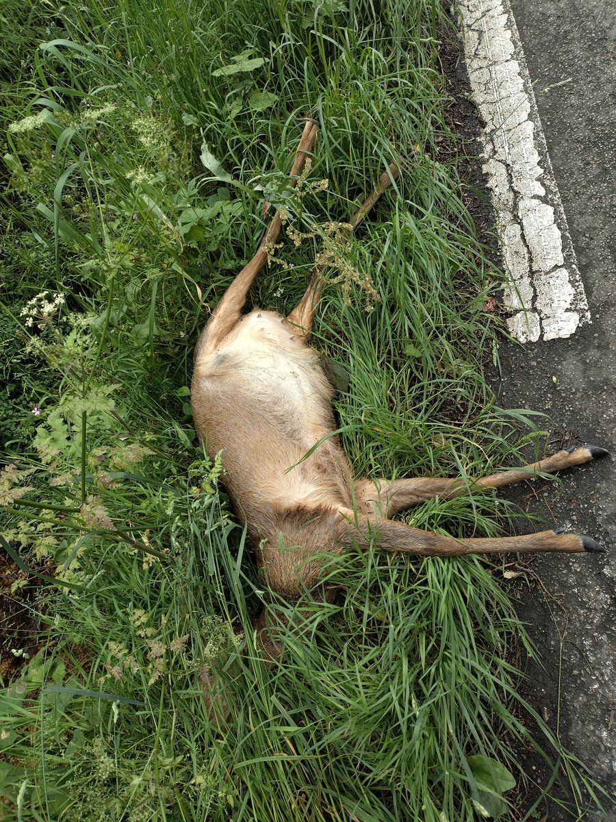 Paluche02_51's tweet photo. Bonjour @NantesMetropole @ErdreGesvres @lcse44240 
J'ai signalé ce gibier (biche?) hier à vos services (police + diro + nm)
Pourriez-vous l'enlever SVP il est toujours sur place ce midi ?
#gibier #carcasse #barbaque https://t.co/AEkxJhW0KS