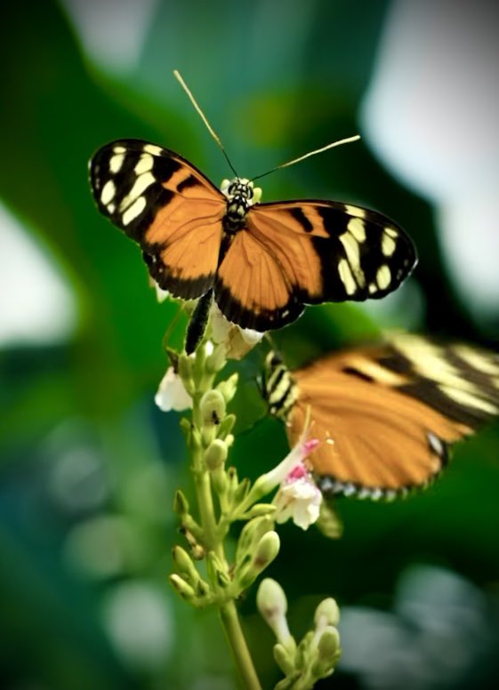 Happiness is a butterfly