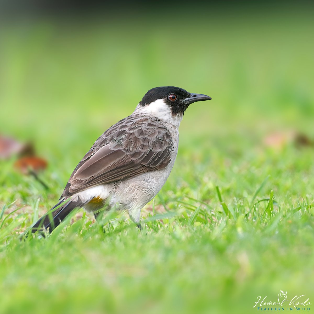 How about sharing something 'White' from the gallery? Sooty-headed Bulbul - Pycnonotus aurigaster #IndiAves #ThePhotoHour #Bulbuls