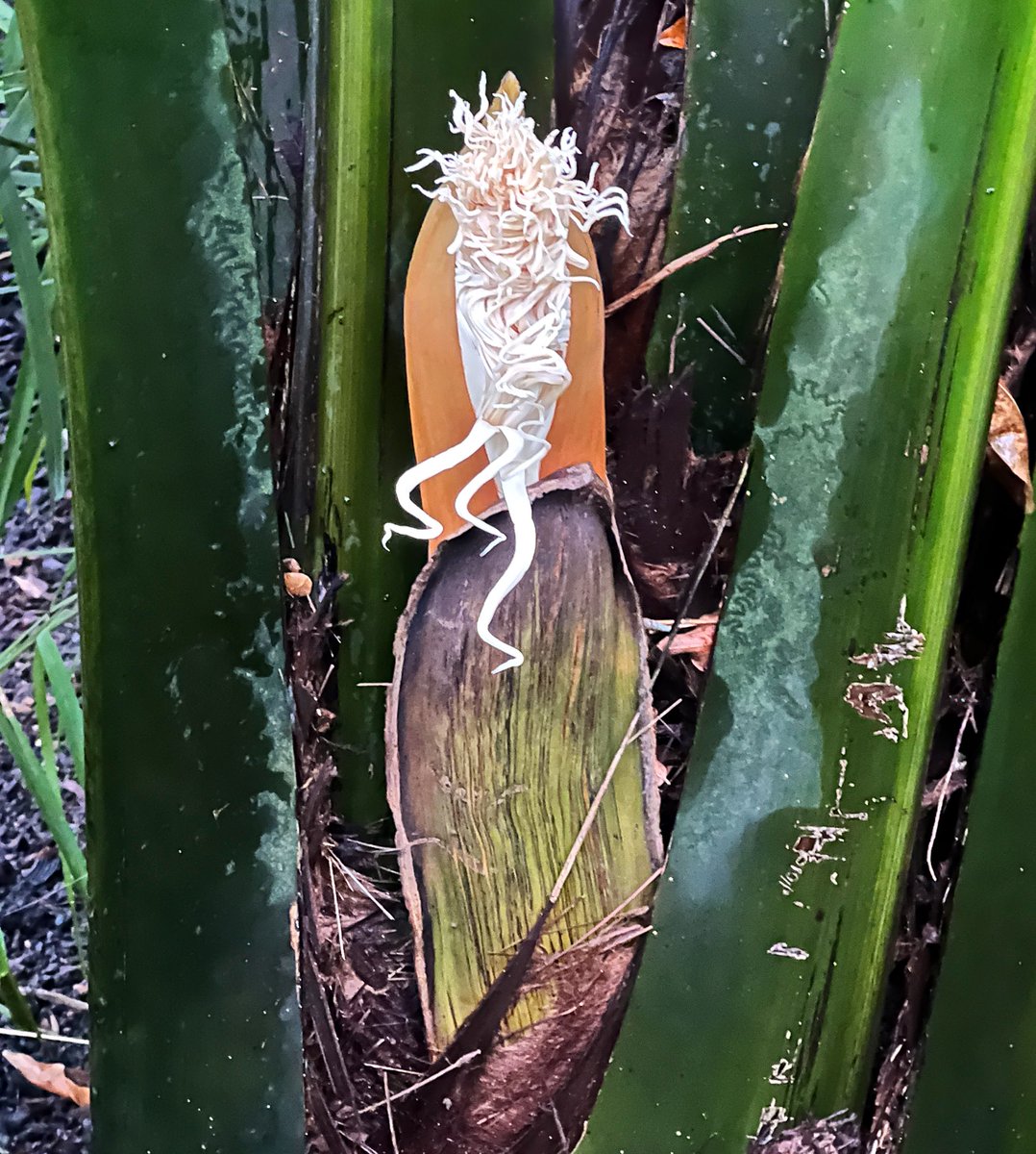 BillJBaker's tweet photo. Well this is exciting! The vegetable ivory palm (Phytelephas) in the Palm House @kewgardens is starting to flower. Is this a first outside the #tropics? https://t.co/SjWRPH4lWB