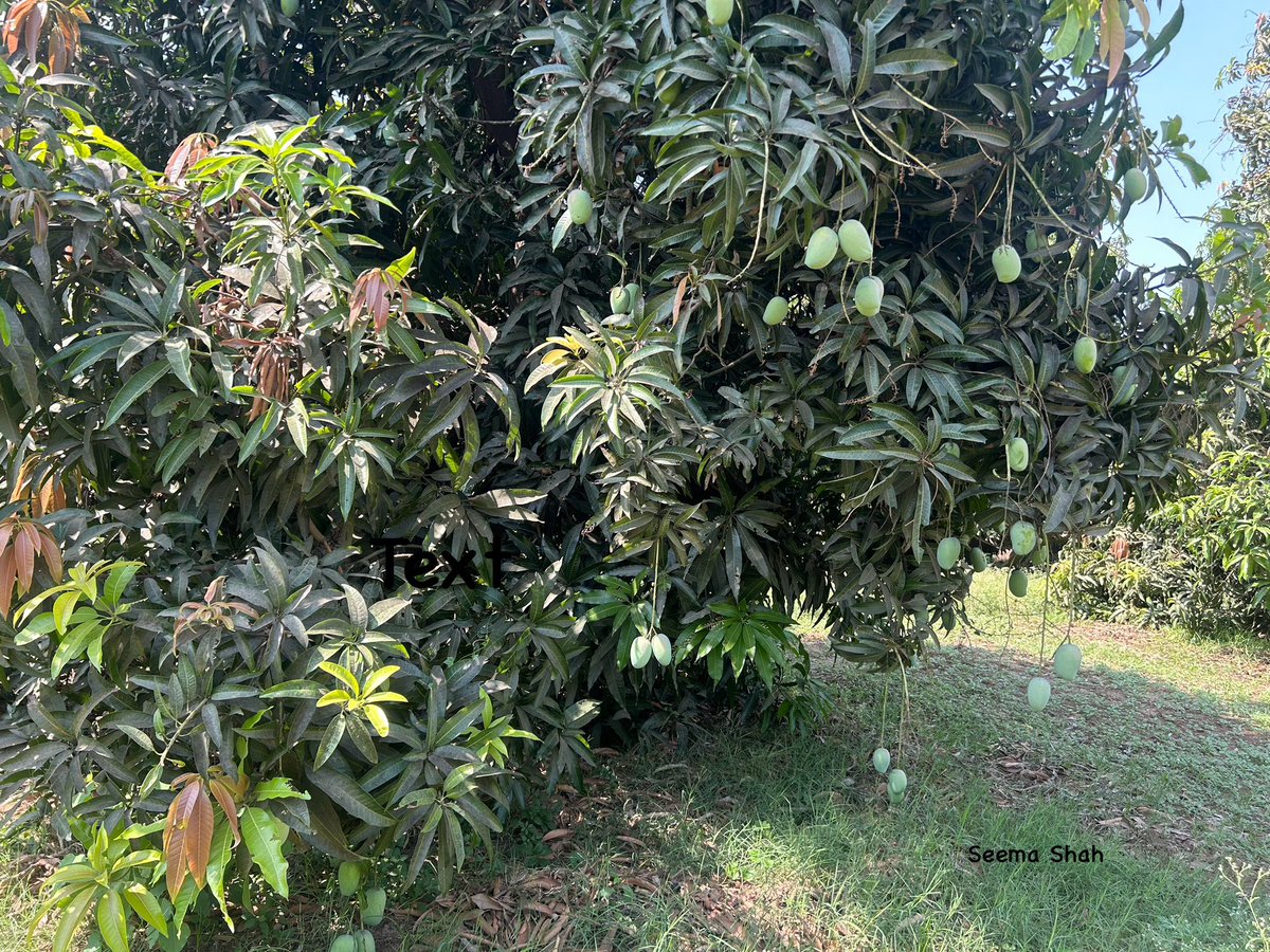 SeemaSh46712468's tweet image. રસઝરતી હું
મધઝરતી હું
સોડમ મઘમઘતી એવી મારી હવામાં..!
આંબાવાડી મહેકી ઉઠતુ ગજબનું..!
અજબ ની સુંદરતા મારી
કેરીઓની હું મહારાણી
“કેસર” મારું નામ
-સીમા શાહ
Enjoy in mangrove by taken row #Kesar #Mangoes 🥭 with my hand,lovely experience 😍🥭🥭🥭🤩🧡🌇
#mango
#mangogrove
#Una
#Gujarat