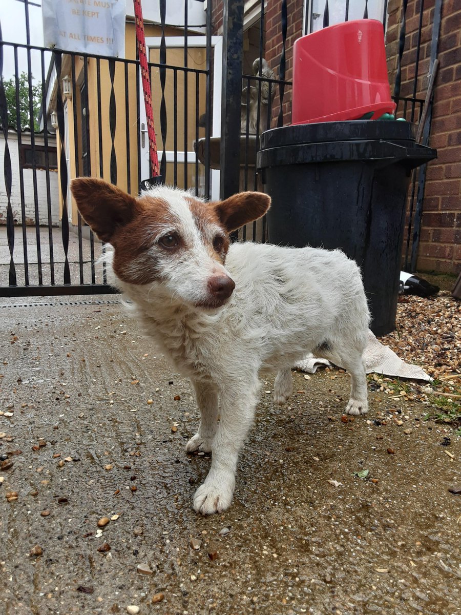 Urgent, please retweet to help find the owner or a rescue space for this stray dog, found/abandoned #STALBANS #HERTFORDSHIR #UK 🆘 Female, Jack Russell Terrier, no collar or microchip. Found 21 May. Now in a council pound for 7 days, please share widely as she could be missing or