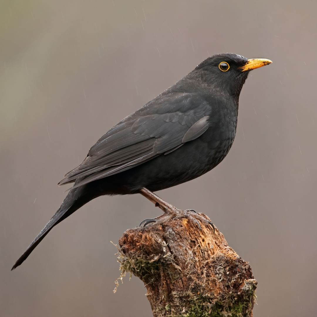 Get out in the garden this weekend and join in our #WeekendWatching🐦 This weekend we're on the lookout for Blackbirds! 

#Didyouknow Blackbirds aren’t always black! Sometimes, they may have patches of pure white in their plumage – these are called leucistic blackbirds.