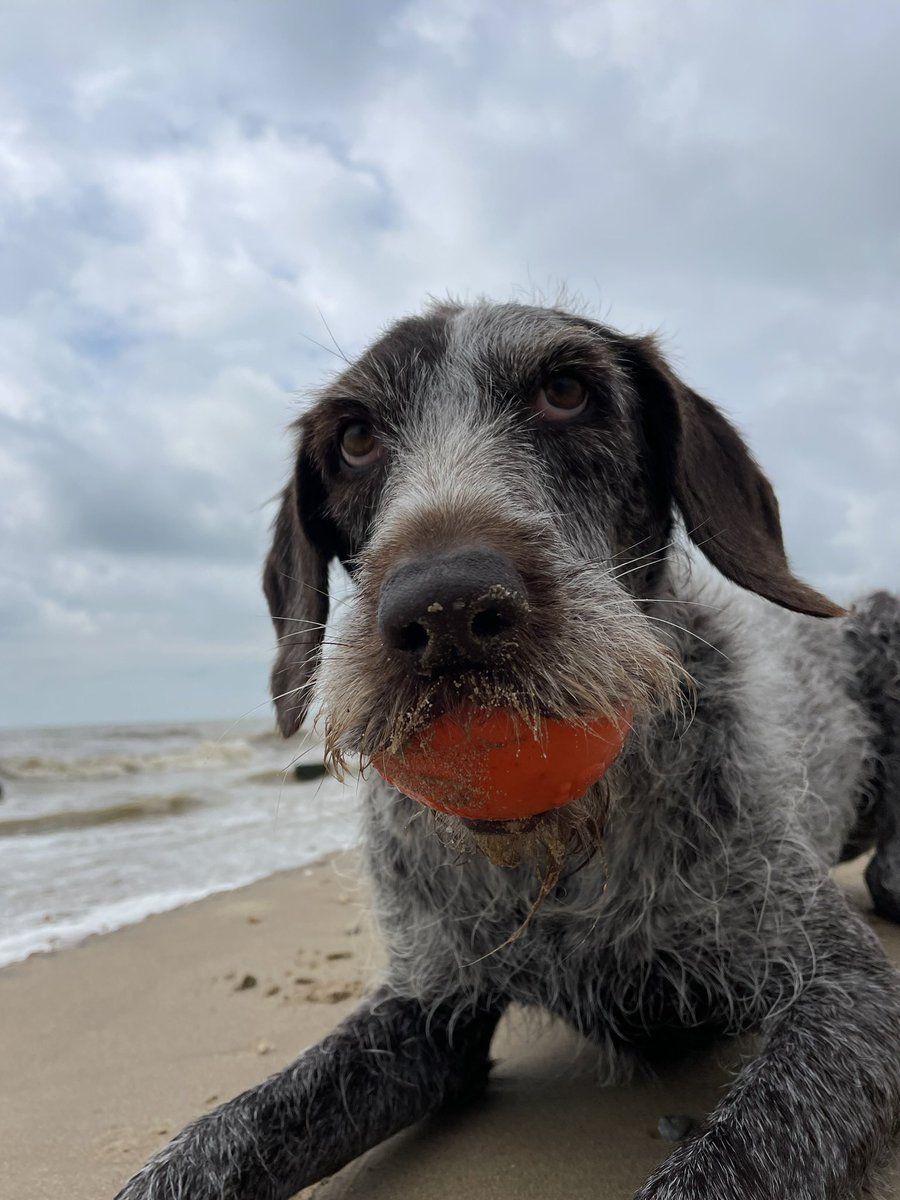 Someone is raking it in. Boo on her second squeaky ball #plastic #rake #beachclean #loveyourbeach #takeithome #lazy