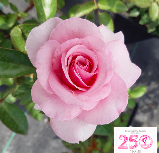 RoyalHumane's tweet photo. Heading to @RHSChelsea this week? 

Do check out @harkness_roses as they showcase a new rose ‘Spark of Life’, developed specifically to celebrate the 250th anniversary of the @royalhumanesociety

Pre-order here: https://t.co/GlleF9864W

#RHSChelsea #SparkOfLife
@The_RHS
#RHS250 https://t.co/OJ7sEpF4u9