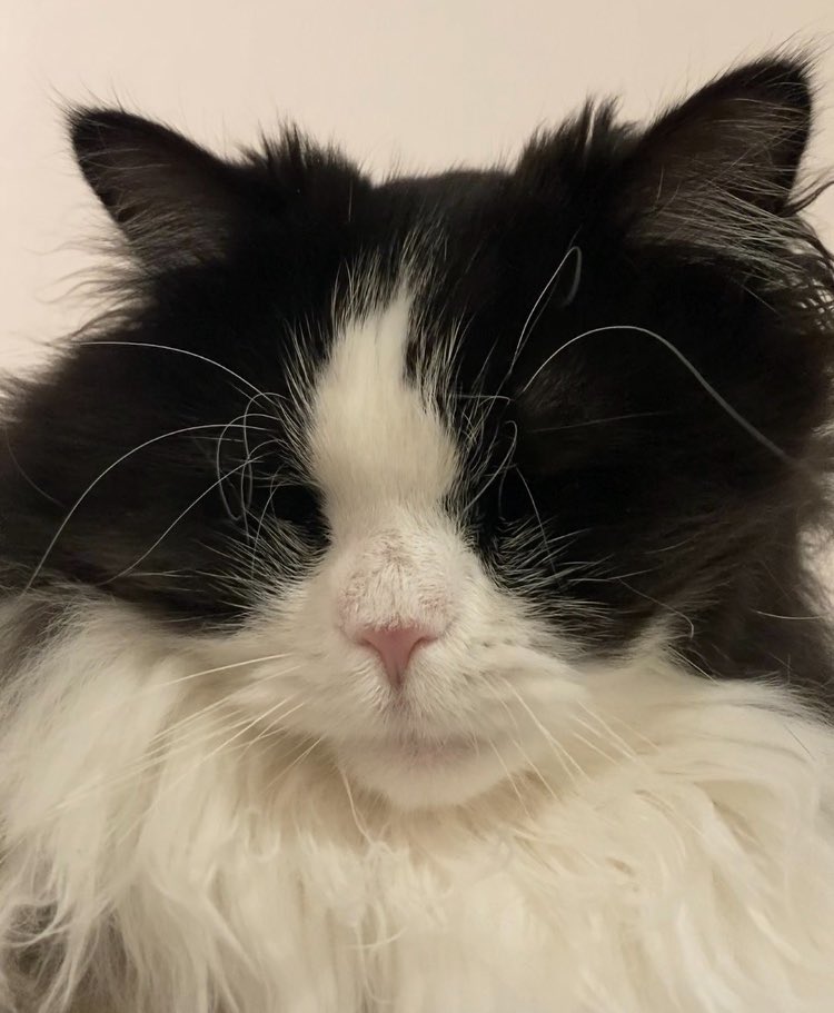 かずっち Webike | TRICKSTAR トリックスター 政府認証 デュアルスリップ