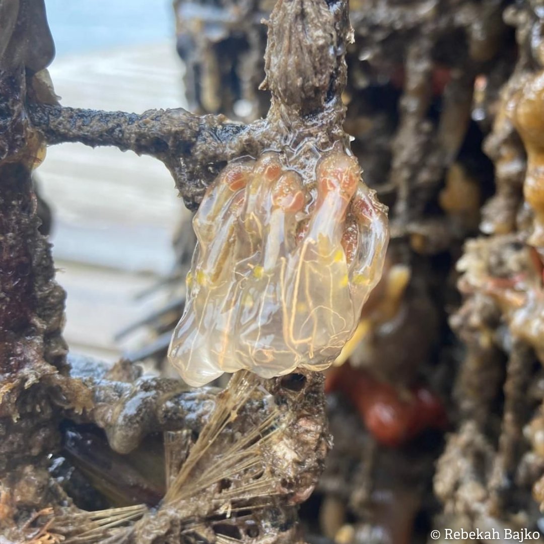 Happy #WorldBiodiversityDay!

We're celebrating with an update from our native oyster nursery at Bangor Marina, where the team recently came across some brilliant and beautiful species on the oyster cages. (1/4)