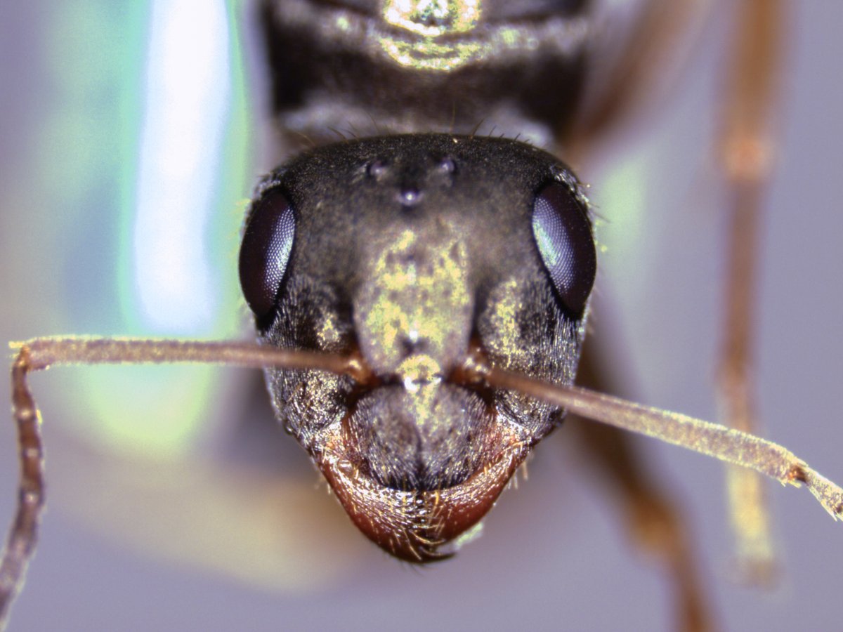 Myrmecological News (@myrmecolnews) on Twitter photo πinterview: "Tiny queens, supergenes, and much more", in this interview, <a href="/GiuliasScarparo/">Giulia Scarparo</a> talks about her research, where she and colleagues discovered a novel supergene variant on chromosome 9 in the ant πΉππππππ πππππππ. #supergenes #ants <a href="/bcportinha/">Beatriz Portinha</a> <a href="/limariaph/">LinaMa π</a> πinterview: "Tiny queens, supergenes, and much more", in this interview, <a href="/GiuliasScarparo/">Giulia Scarparo</a> talks about her research, where she and colleagues discovered a novel supergene variant on chromosome 9 in the ant πΉππππππ πππππππ. #supergenes #ants <a href="/bcportinha/">Beatriz Portinha</a> <a href="/limariaph/">LinaMa π</a>
