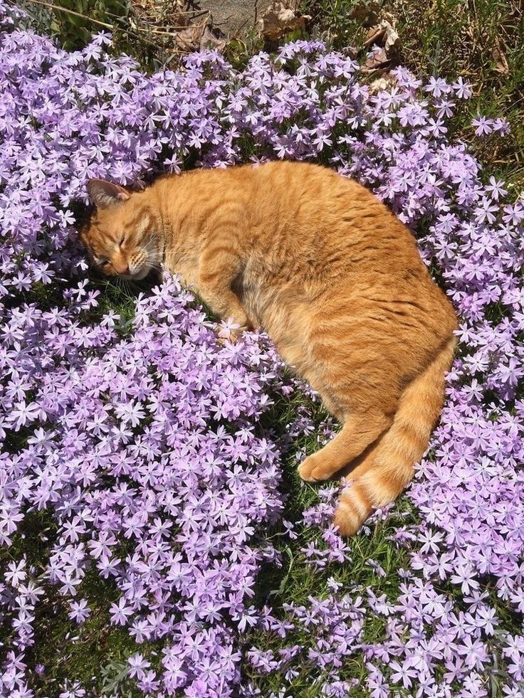 cats & flowers
