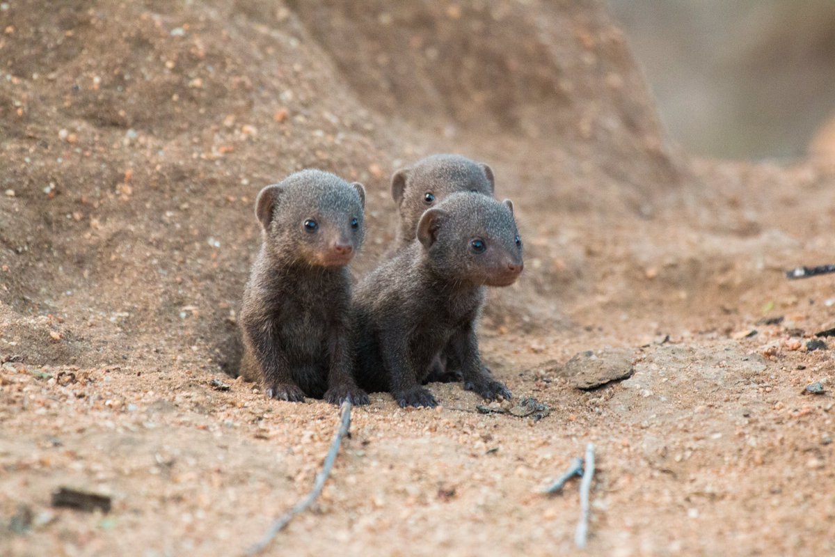 Very excited to share our new paper (and my first published work from my MScR)! Investigating the impact of anthropogenic noise on the decision-making of dwarf mongoose offspring. doi.org/10.1098/rsos.2… So thankful to my co-authors and to the cutest study species imaginable