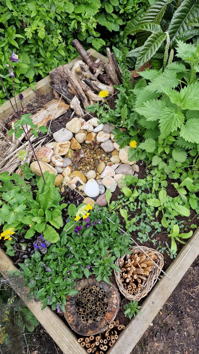 Boost #biodiversity in your #garden - no matter what the size of your growing space, this #BiodiversityDay! Try making this 1m by 1m 'Biodiversity Bed' with our step-by-step guide in @GrowWithKG 👉kitchengarden.co.uk/even-the-tinie… #OrganicGardening #ClimateAction #PartOfThePlan