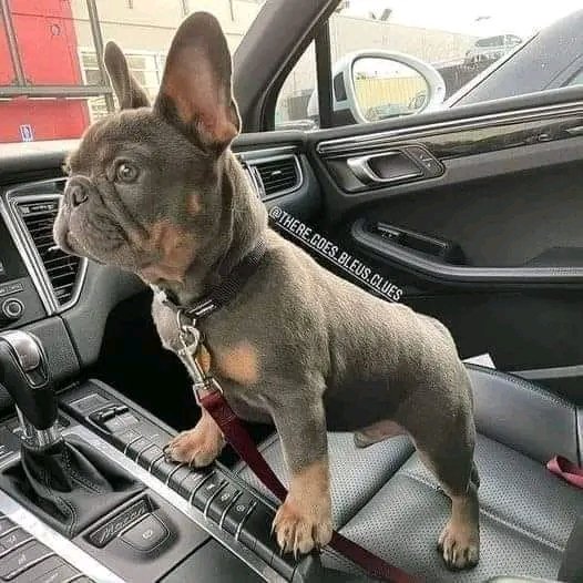 french550's tweet photo. Rating this photographs 0-10
#frenchies https://t.co/QFiADp3Ew1