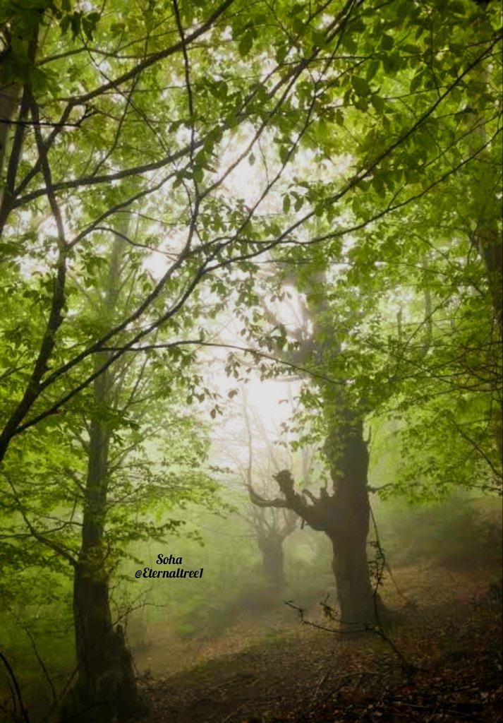 Secret places in my beloved forest 💚 

#savetrees #saveforests
#hyrcanianforests
#naturephotography