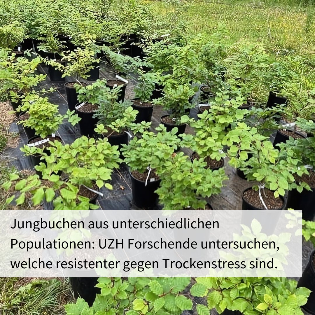 Der Klimawandel setzt den hiesigen Buchen zu. Forschende wollen nun lernen, wie Buchenwälder von morgen aussehen könnten. Dazu nutzen sie Spektraldaten, um die #Biodiversität der Buchenwälder zu erforschen: news.uzh.ch/de/articles/ne… @sofiavanmoorsel @UZH_Science #BiodiversityDay