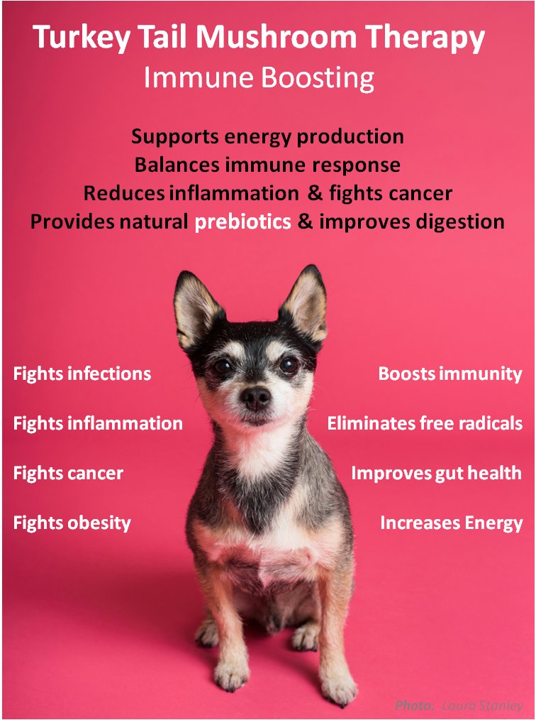 holisticpethelp.com/en/Turkey-Tail…
#mushroom #medicinal #holisticpethelp #cancer #obesity #prebiotics #probiotics