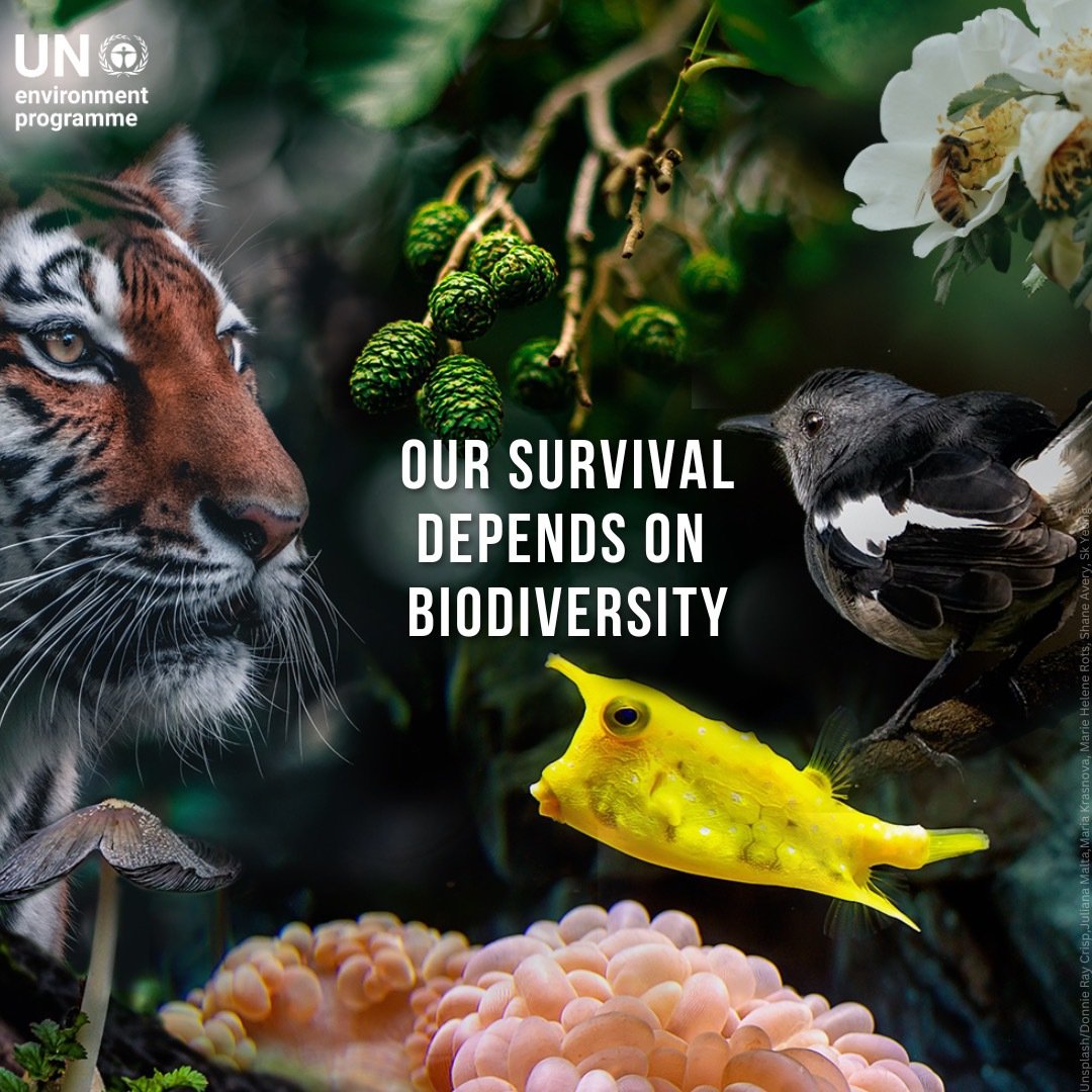 Our survival depends on biodiversity. Yet, human activity is driving biodiversity loss at unprecedented rates. Wednesday's #BiodiversityDay is a reminder that urgent action is needed to address biodiversity loss & restore ecosystems. un.org/en/observances… via @UNEP