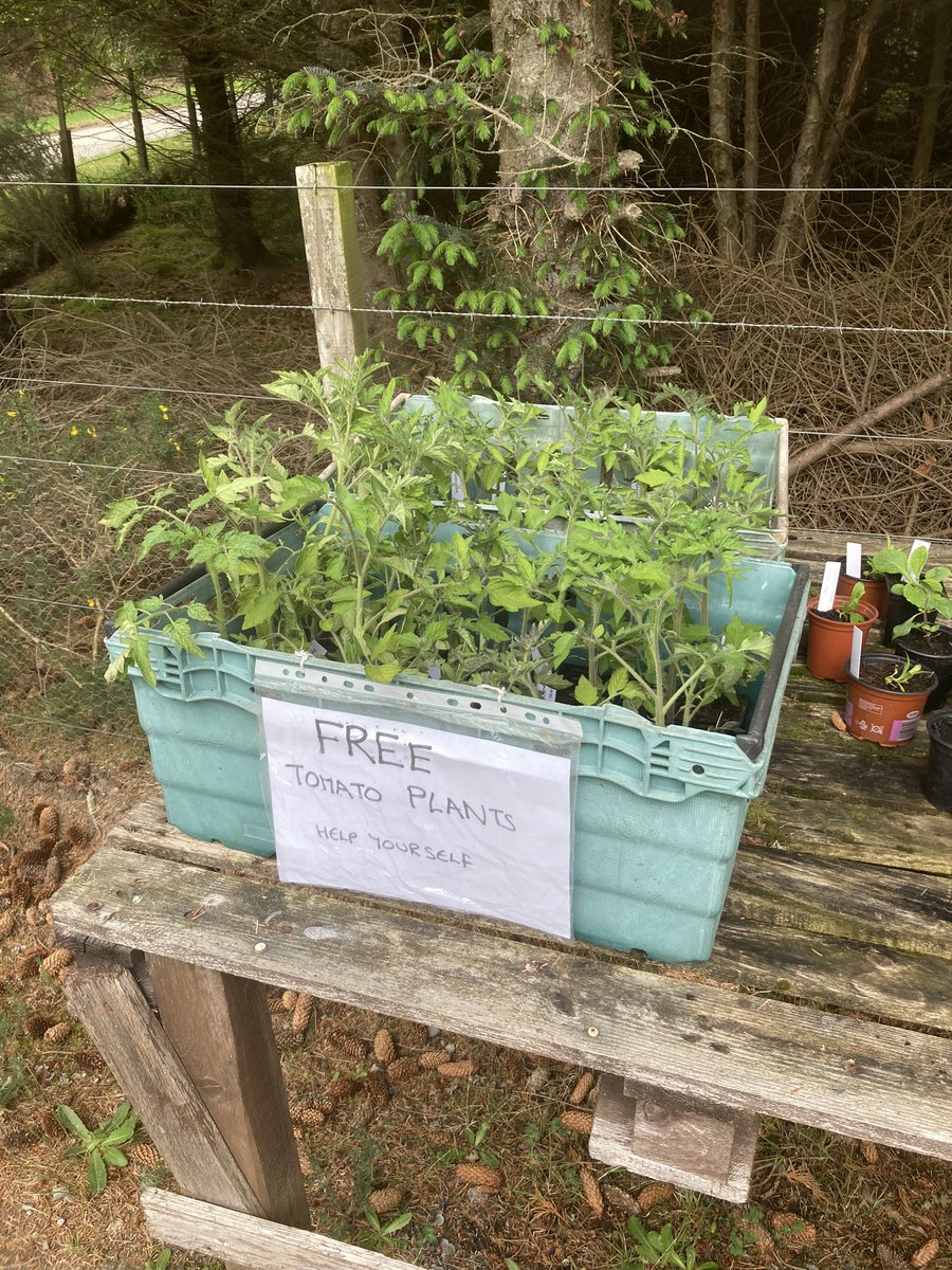 Free Tomato Plants. They are there for as long as they are there. First come, first served. 😀