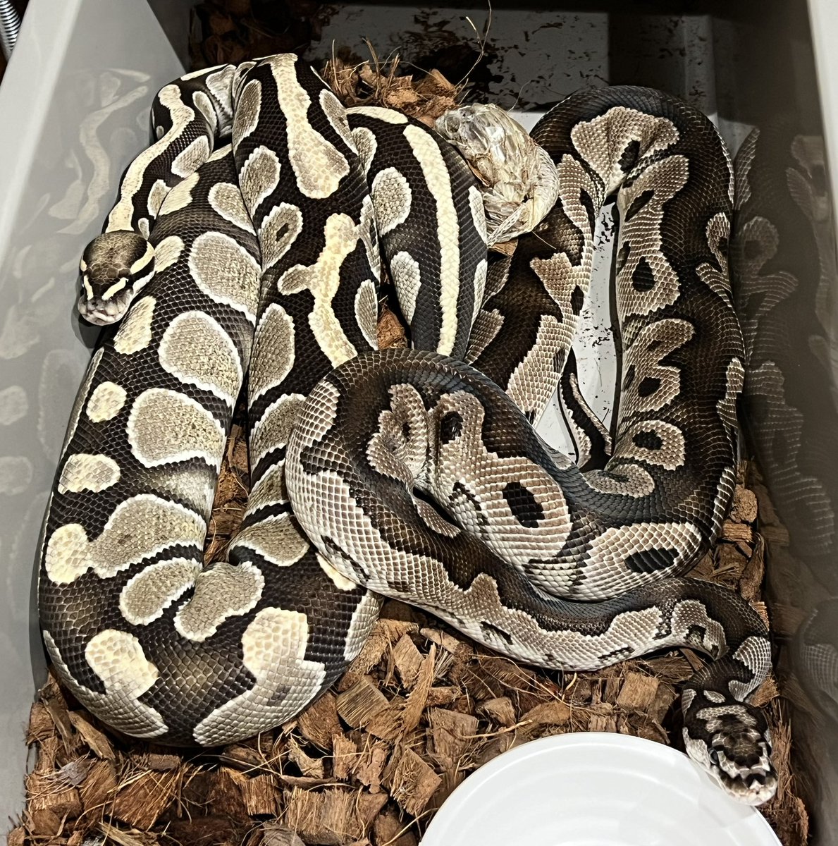 I checked several times 

I don't think the compatibility is bad🙄 

#ballpython #ballpythons #ballpythonclown #ballpythonmorph #ballpythonmorphs #ballpythonbreeder #ballpythonbreeding #clownproject #ボールパイソン