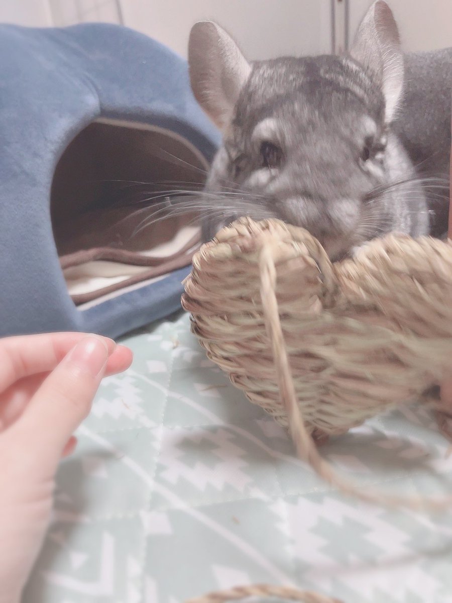 ハート泥棒🐭 #チンチラ