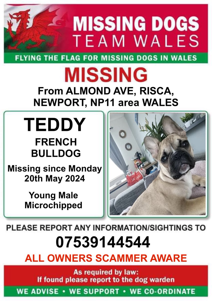 ‼️TEDDY A YOUNG MALE #FRENCHBULLDOG HAS MISSING FROM #RISCA, #NEWPORT, #NP11 area #WALES SINCE MONDAY 20th MAY 2024‼️
MICROCHIPPED 
‼️PLEASE RING NUMBER ON POSTER WITH ANY INFORMATION 
‼️KEEPING A FOUND DOG IS CLASSED AS THEFT BY FINDING AND IS A PROSECUTABLE OFFENCE‼️