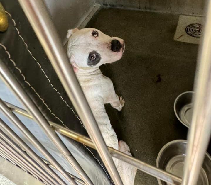 🆘PROTECTIVE DOG MOM SCARLET 🌸#A713688 (2yo, 36lb, hw-) & HER 9 BABIES ARE BEING KILLED TODAY 5.22 BY SA ACS #TEXAS‼️ 🚸Nursing litter🍼: #Rescue &/or #Foster only📧acsrescue-foster@sanantonio.gov When separated from her babies she was social. She knows sit! 🚨📝 diarrhea