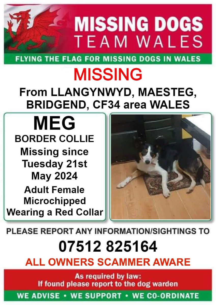 #Missing #Lostdog #Llangynwyd #Maesteg #Bridgend #CF34 area #Wales #TeamWales 🏴󠁧󠁢󠁷󠁬󠁳󠁿🏴󠁧󠁢󠁷󠁬󠁳󠁿🏴󠁧󠁢󠁷󠁬󠁳󠁿 facebook.com/share/p/QqcBce…