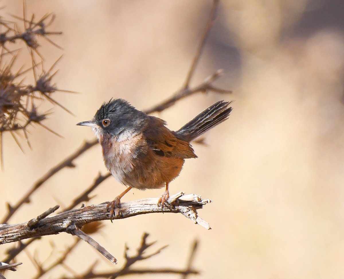 Some pictures from the birding tour that we completed yesterday with a friend ( Luís Reino ) from Portugal 🇵🇹 to Boumalne Dades and the Sahara Desert  Merzouga .Join our scheduled birding tours or request for a private birding trip at any date! #BirdsSeenIn2024 #birds #birding