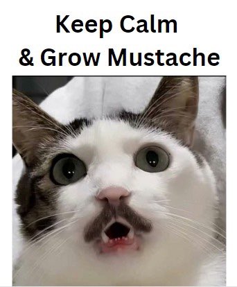 <a href="/WhaleEverything/">WHALE 🐳 EVERYTHING</a> $MUSCAT is the next big thing in crypto 🦾

<a href="/MusCatSol/">Solana</a>