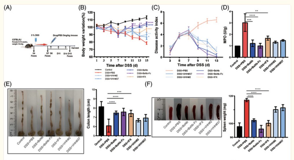 New Slovene-international research shows enhanced efficacy and improved biostability of BsNb-Fc, indicating its potential as a promising therapeutic option for inflammatory #bowel #disease patients unresponsive to TNF-α inhibitors. ncbi.nlm.nih.gov/pmc/articles/P… #EARA #animalresearch