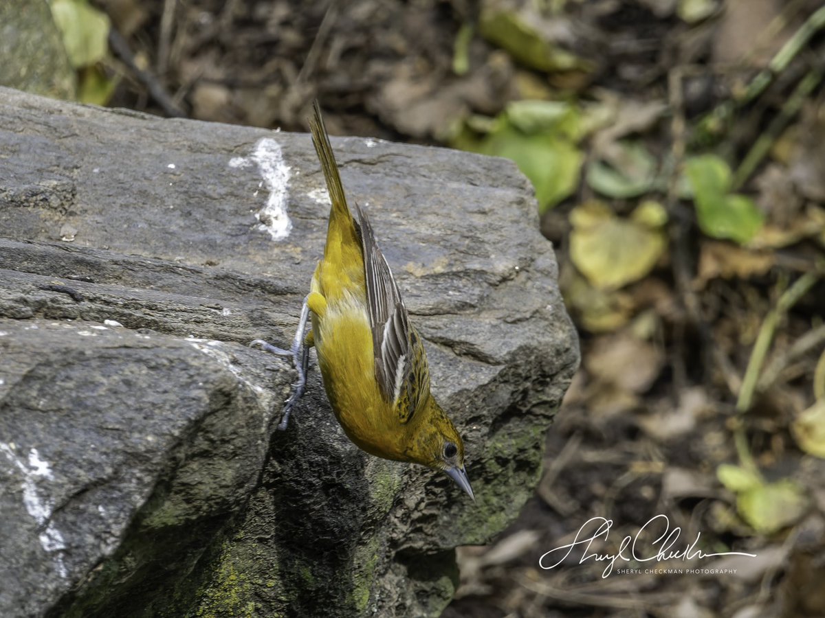 A female and male (last shot) Baltimore Oriole at the Bathing Rock on Monday.
#baltimoreorioles #birdcpp #centralparkbirds #springmigration