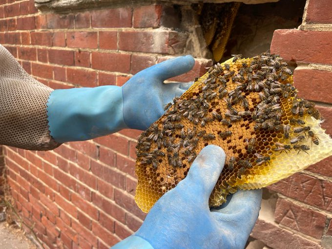 Large numbers of #bees within a #colony can cause structural damage and become more problematic once a #honeycomb structure has been created

Learn more at buzz-off.co.uk/live-honey-bee… 

#livehoneybeeremoval #wildlife #healthandsafety