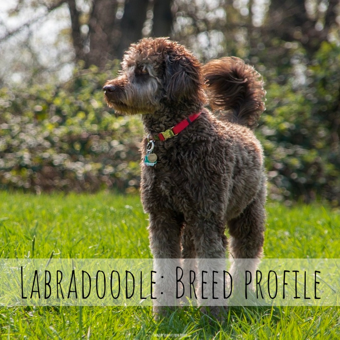 'Intelligent, loving & with a low-shedding coat, a Labradoodle could make the ideal dog for you' - petsradar.com/advice/labrado… #homesittersltd #WoofWednesday #Woof #dog #dogs #dogsitter #dogsitting #dogcare #kennels #doglovers #doglover #Labradoodle #Labrador #Poodle #dogbreed