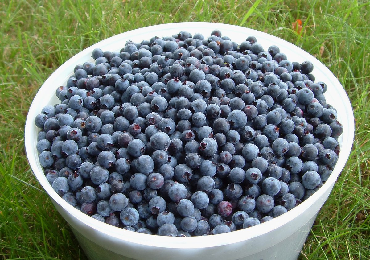 It's blueberry season in the northern hemisphere. Buy organic when possible. #PlantBased #GoVegan #Animals