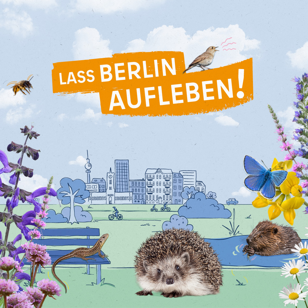 Berlin ist vielfältig! Hier leben 20.000 Tier- und Pflanzenarten. In fast keiner 🇪🇺 Stadt gibt es so viele verschiedene Fledermäuse, Nachtigallen & Wildbienen. 🦇 🐦🐝 Um diese Biodiversität zu bewahren, wollen wir gemeinsam Berlin aufleben lassen Mehr:👉 berlin.de/lass-berlin-au…