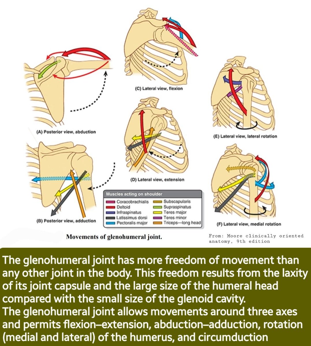 The glenohumeral joint has more freedom of movement than any other joint in the body. The glenohumeral joint allows movements around three axes and permits: flexion–extension,abduction–adduction, rotation (medial and lateral) of the humerus, and circumduction.