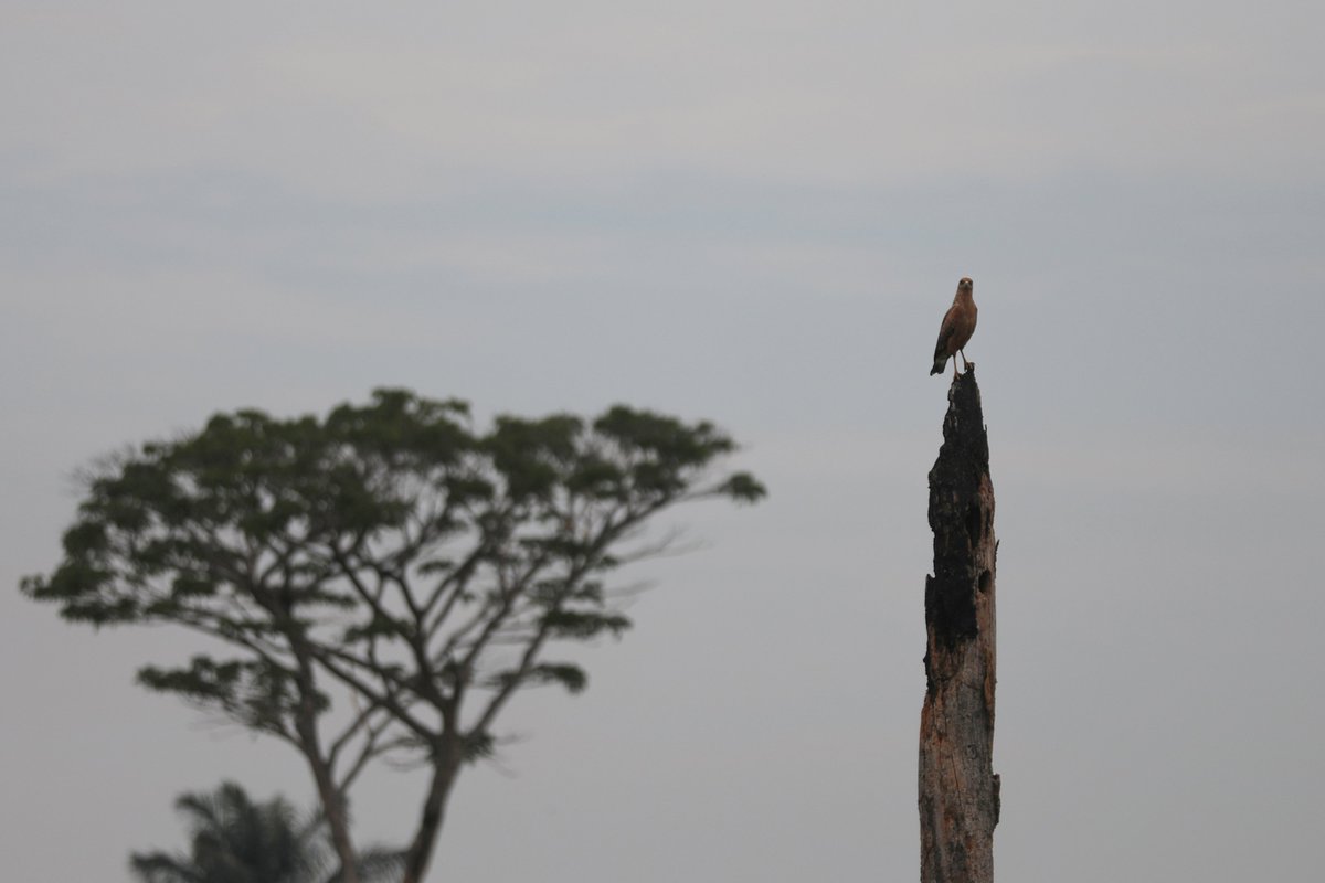 Comment: ‘We asked companies if their supply chains were deforestation-free. This is what they told us’. Read oped by @LeahSamberg and Thomas Sawicki of @CDP. @RnfrstAlliance @AcctFramework #BiodiversityDay #biodiversity #ecosystems @tslavinm @LiamDowd10 reuters.com/sustainability…