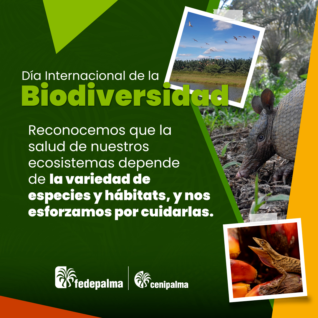 En el #DíaInternacionalDeLaBiodiversidad, celebramos la riqueza natural que nos rodea y reconocemos la importancia de protegerla. En el sector palmero colombiano, valoramos la diversidad biológica que alberga nuestras plantaciones y trabajamos para conservarla y promoverla.