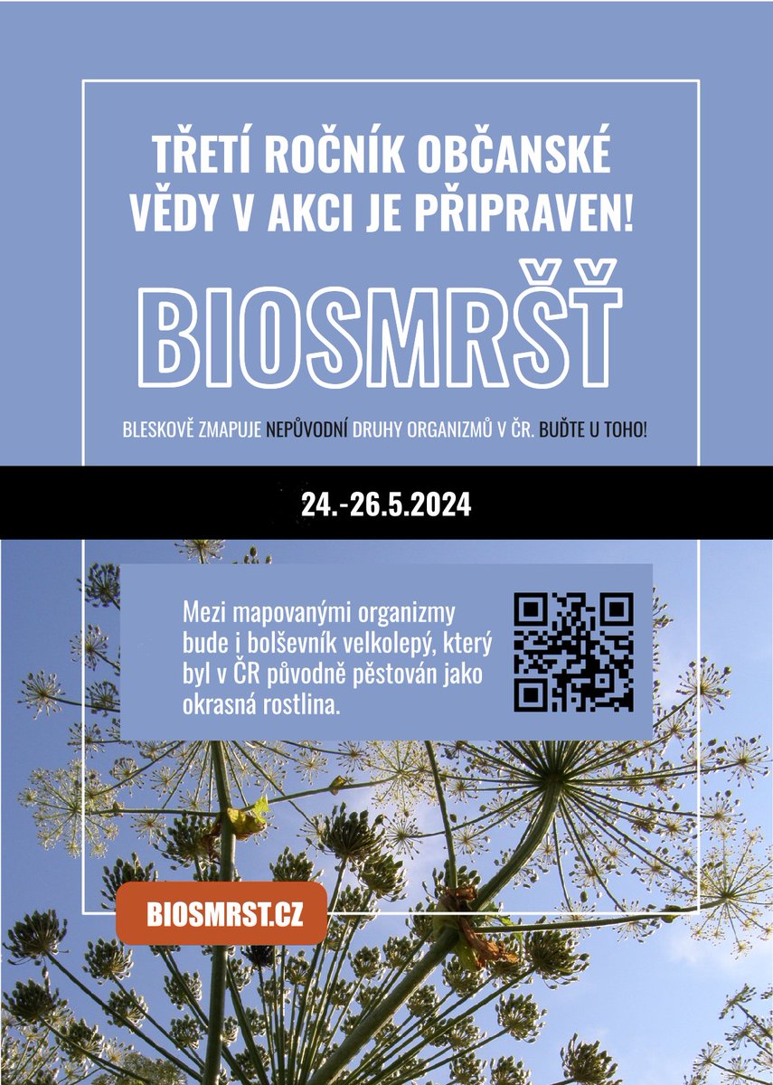 1/2 Emblémovou rostlinou letošního ročníku Biosmršti (#biosmrst2024) je bolševník velkolepý (Heracleum mantegazzianum). Patří k nejlépe prostudovaným a také nejznámějším invazním rostlinám evropské květeny. Historie  jeho zavlečení sahá do druhé poloviny 19. století.