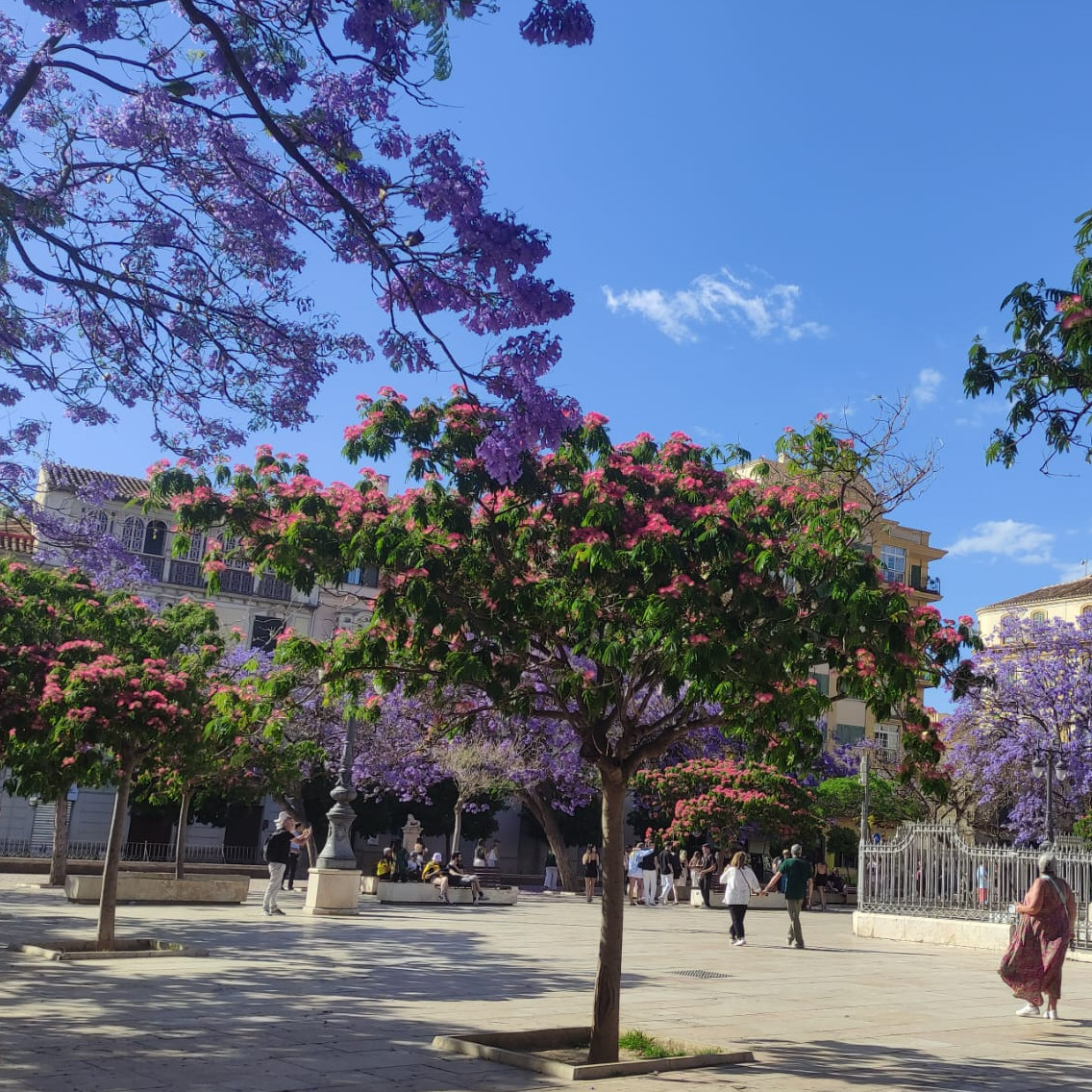 Es un clásico que se renueva cada año para volver a ser hermoso. 🥰 La Plaza de la Merced, hogar de las jacarandas, se viste con un espectacular manto lila para llenar de belleza el lugar donde nació y pasó su infancia nuestro malagueño más universal, Pablo Picasso. 🎨