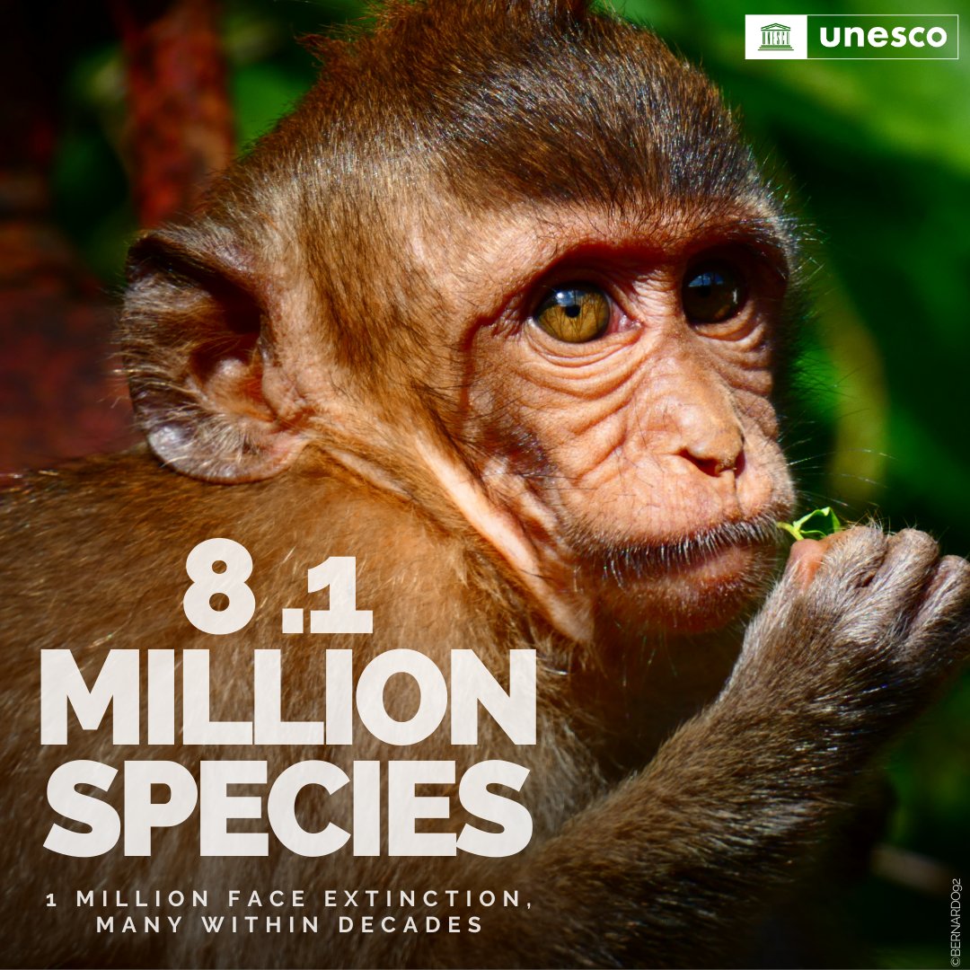 Acting to address biodiversity loss has never been more urgent. Out of the 8 million species listed on the planet, 1 million are already threatened by extinction. 20 May is #BiodiversityDay. Let's stand up #ForNature & for our common future! unesco.org/en/days/biolog…