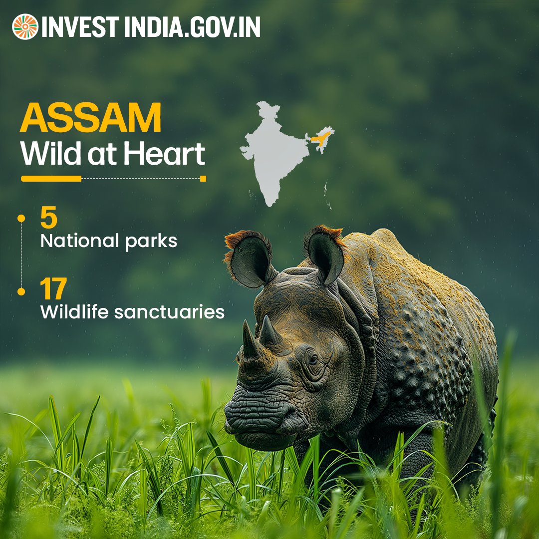 #Assam is home to the UNESCO-acclaimed Kaziranga National Park & Manas Wildlife Sanctuary, enticing nature lovers from across India. Discover more at bit.ly/II-Assam #InvestIndia #InvestInAssam #InvestInIndia #Tourism #IncredibleIndia #Kaziranga #Wildlife #AwesomeAssam