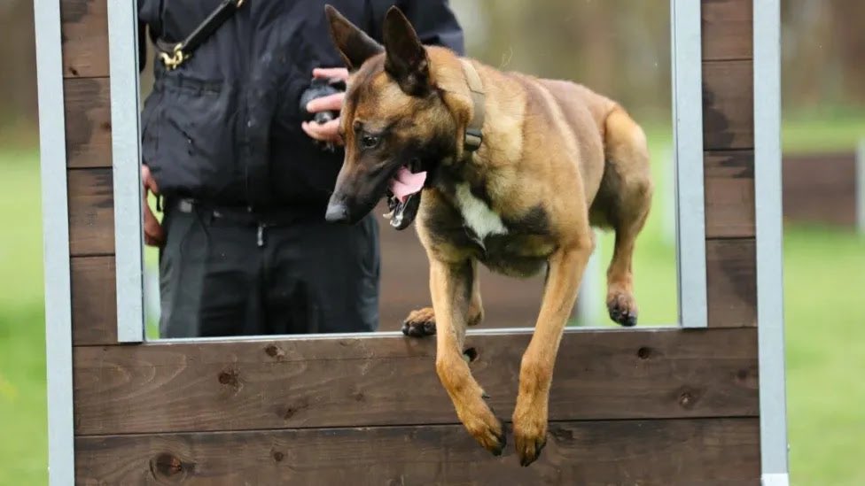 When a stray puppy was spotted wandering the streets alone near Heathrow Airport, his future looked bleak. But just a year later, Russo has gone from being unwanted and abandoned to fighting crime as a police dog. 💜

@DailyMirror #peoplespetawards