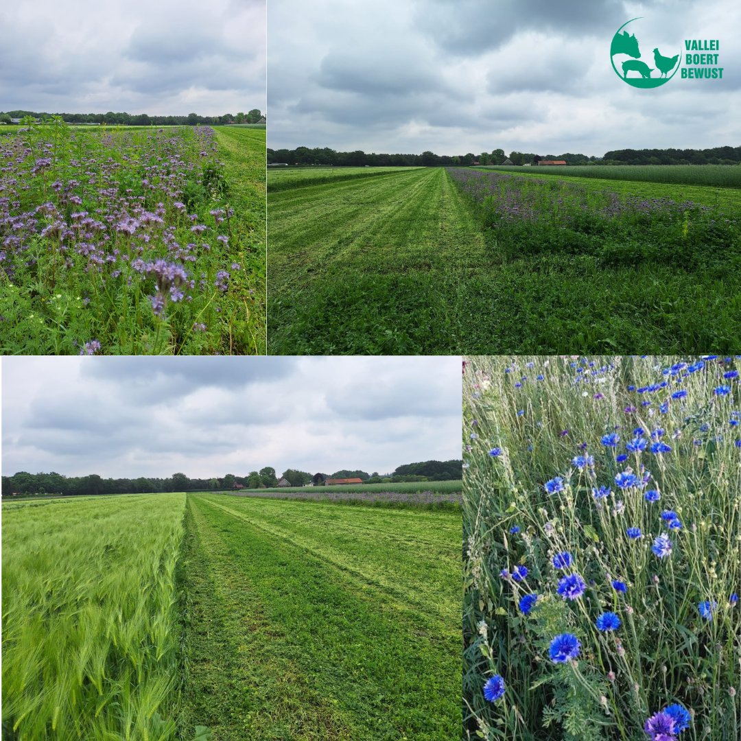 ℍ𝕖𝕥 𝕚𝕤 𝕕𝕖 𝕕𝕒𝕘 𝕧𝕒𝕟 𝕕𝕖 𝕓𝕚𝕠𝕕𝕚𝕧𝕖𝕣𝕤𝕚𝕥𝕖𝕚𝕥! 🌱

Wist je dat Nederlandse boeren een belangrijke rol spelen in het behoud van biodiversiteit? Nee? Lees snel verder onder de foto. #ValleiBoertBewust #BoertBewust #VBB #Dagvandebiodiversiteit
