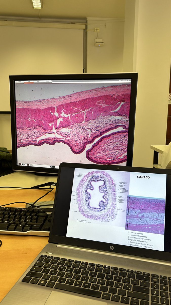 SerenaStanga's tweet image. Having fun! #humananatomy #opticalmicroscopy for medical students 🔬 @unito
