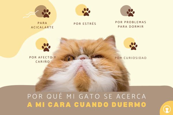 Por qué los gatos se acercan a la cara cuando duermes soyungato.com/por-que-los-ga… #razasdegatos