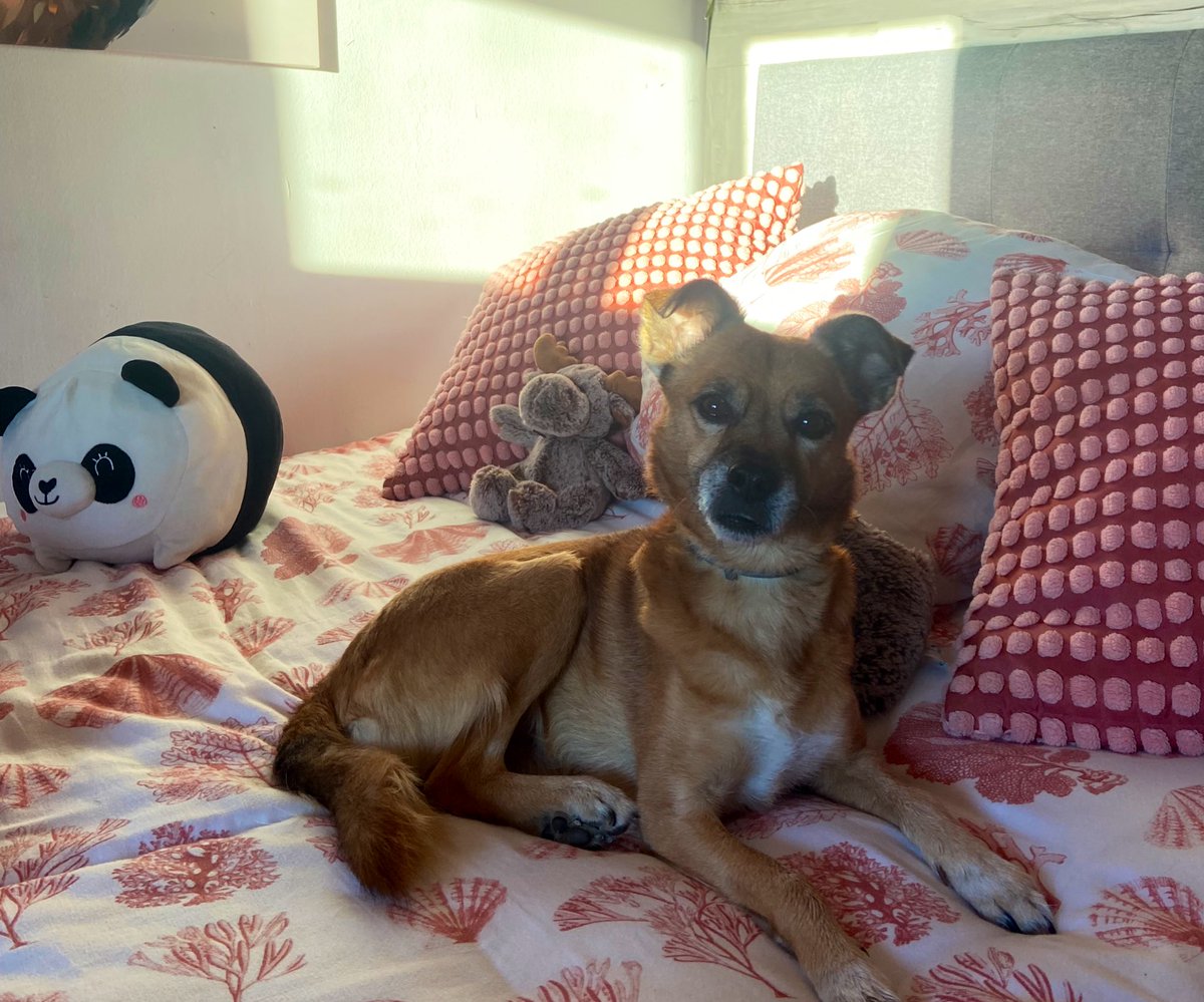 Hoy mi mama esta malita y mi duque no se ha separado de ella ni un segundo. De verdad, que bonito el amor de un animal, tan puro y leal💖