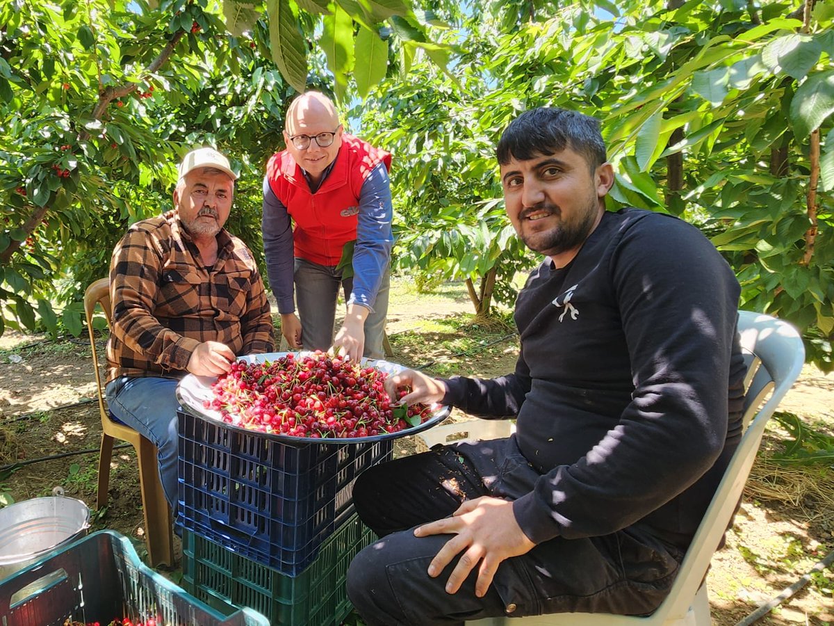 egeihracatci's tweet photo. Ege Yaş Meyve Sebze İhracatçıları Birliğimiz, yürüttüğü ‘Kullandığımız Pestisitleri Biliyoruz Projesi’ kapsamında üreticileri bilgilendirme ve ürün analizi çalışmalarına 2024 yılında da devam ediyor.

Proje kapsamında, üye firmalarımıza yönelik ürün analizi çalışması gerçekleştirilmek üzere İzmir ve Manisa'da bulunan kiraz üreticilerinden numuneler alındı.

#kiraz #meyve #tarım #ziraat #çiftçi #kullandığımızpestisitleribiliyoruz #pestisit #proje #ihracat #ticaret #ihracatlabüyüyoruz
