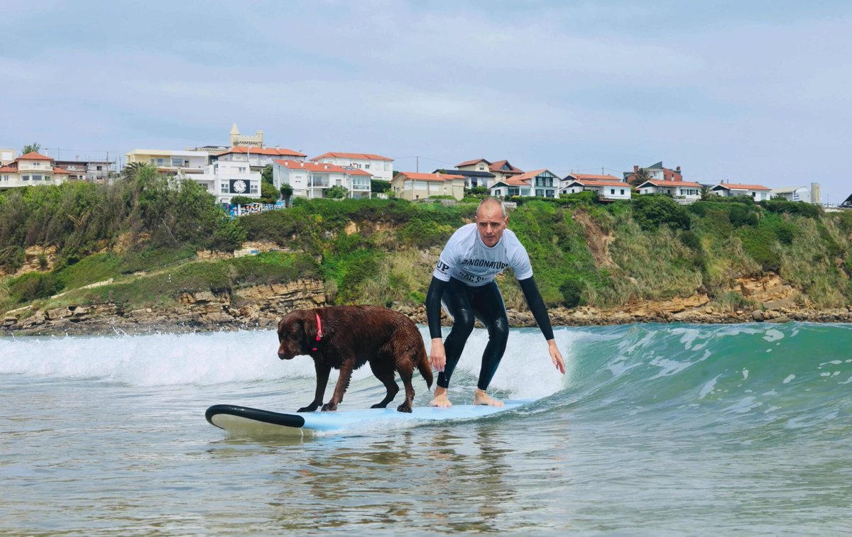 Los perros surfistas se hacen con la playa de Suances en el III Campeonato de Europa de Dog Surf dlvr.it/T7Dz1R 🏄‍♂️🤙