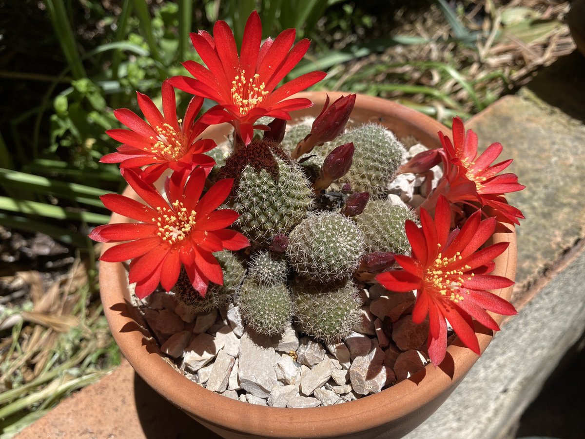 Mi Rebutia krainziana en plena floración. La tengo desde 2016.